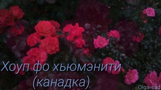 Розы шрабы