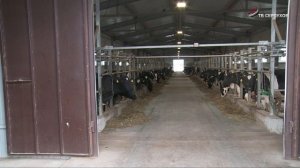 В Серпухове предприятие ОАО «Дашковка» собирает урожай