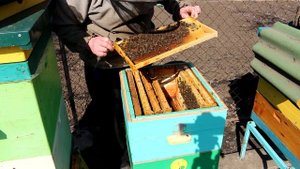 Первый осмотр пчел 2022 ХЛОРКА