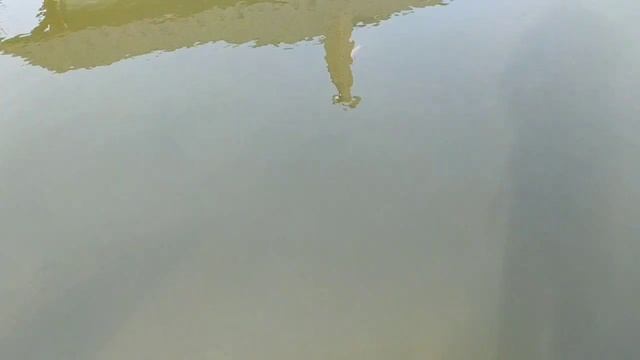 Вода в пруду очистилась и я доволен ? смотреть онлайн