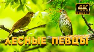 Пение Соловушки И Певчего Дрозда, Для Вашего Спокойствия. Лесные Певцы, Подарят Вам Радость.