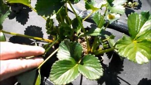 Усы на клубнике. Как сделать, чтобы их было больше.