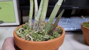 Скальные Лелии.1 год после приобретения.