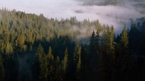 Твин Пикс OST