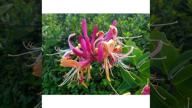 * * Echinops ritro ルリタマアザミ * * If you judge people, you have no time to love them. - Mother Teresa смотреть онлайн