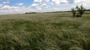 Степь донецкая, степь ковыльная