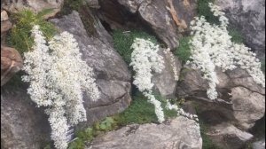 Silver Saxifrages - from Bergfrue (Saxifraga cotyledon) to King's crown (Saxifraga longifolia)