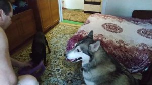 Умственное развитие собаки. Команда "Принеси ДВА пуллера!"