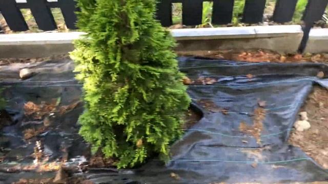 Бюджетный полив туй по периметру участка своими руками смотреть онлайн