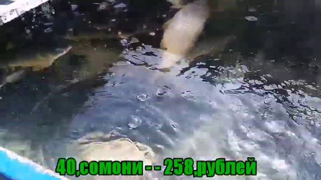 Молбозор и Душанбе нархи Уштур ва букачаи грифорд, " цена бычков
