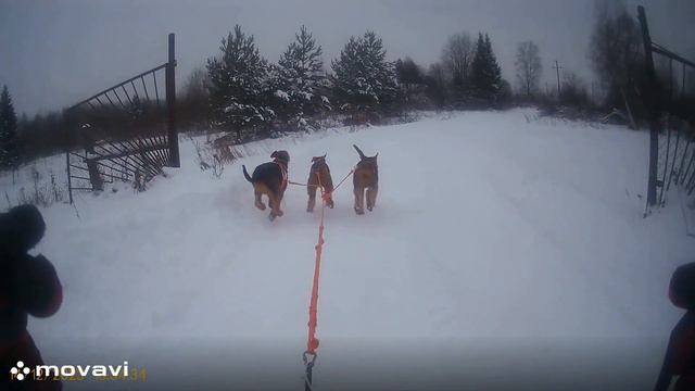 Ездовые эрдельтерьеры Klassik Allert 14/12/2023 смотреть онлайн