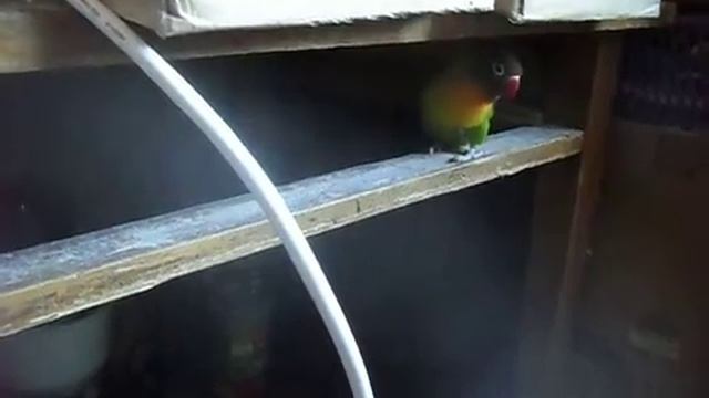 попугай масковый #3 смотреть онлайн