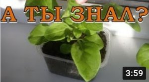 Почему СКРУЧИВАЮТСЯ ЛИСТЬЯ на рассаде????