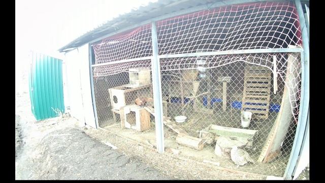 Птицеводство. Вольер с фазанами в домашних условиях смотреть онлайн