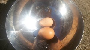 Яйцо от курицы молодки порода Родонит