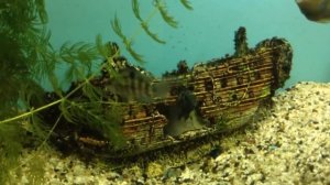 Оформление аквариума на 50 литров Мой аквариум. Animals & fish.