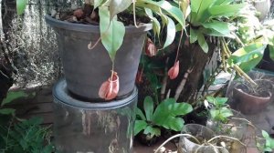 Необычные растения -мухоловки