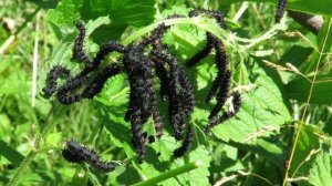 Гусеница бабочки Павлиний глаз, Larva of European peacock