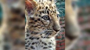 Дальневосточный (амурский) леопард