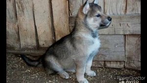 Волкособ//Гибрид Волка и Собаки//hybrid of a wolf and a dog