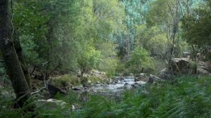 чарующие звуки/весенний лес/звуки природы для релаксации/пение птиц/Relax 10 часов