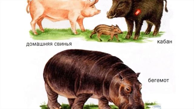 Класс Млекопитающие. Систематика