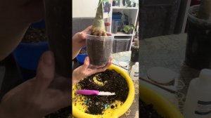 Пересадка двух толстопопиков.