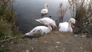 Орнитологический парк ! Интересные места Сочи !