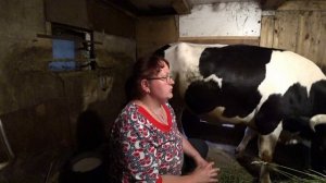 Признаки стельности коровы