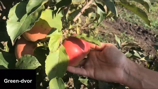 Яблоня сорт Лигол . Описание смотреть онлайн