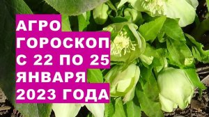 Агрогороскоп с 22 по 25 января 2023 года. Агрогороскоп  з 22 по 25 січня 2023 року