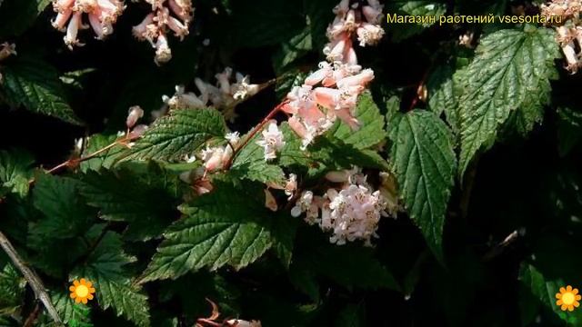 Стефанандра танаки. Краткий обзор, описание характеристик, где купить саженцы stephanandra tanakae смотреть онлайн