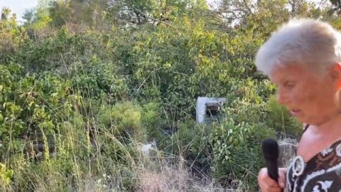 История рода Криводедовых