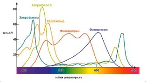 11 класс.Биология. Фотосинтез пигменттері. Фотожүйе.