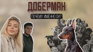 ‼️ПОЧЕМУ ИМЕННО ДОБЕРМАН‼️