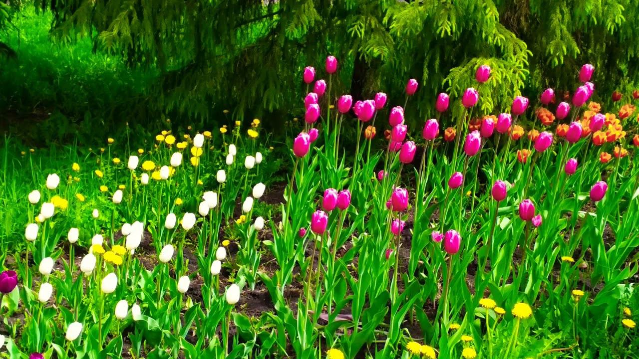 tulips тюльпаны