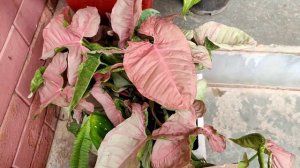 Pink syngonium care and growing tips|Best indoor plant|Arrow head plant care