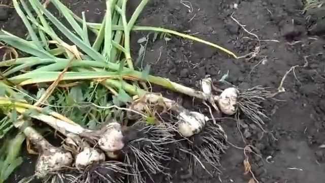 Начинаю копать чеснок