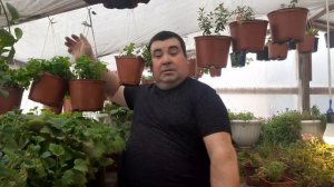 Обход теплицы как растут растения.