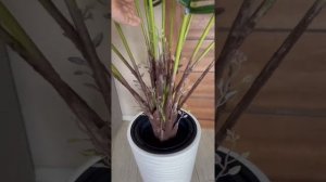 Пальма в кашпо