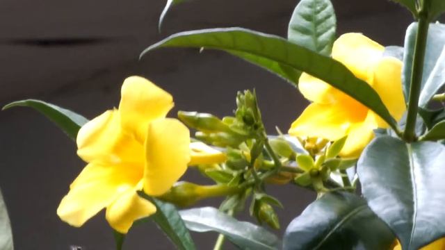 Fujifilm hs35exr video footage смотреть онлайн