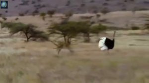 ВЕРСУС ЛЕОПАРДА!  Леопард против льва, страуса, дикобраза!