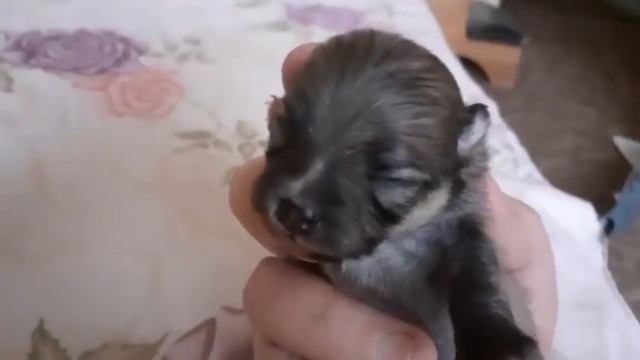 Новорождённые щенки шпица
