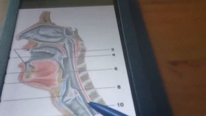 Строение голосового аппарата