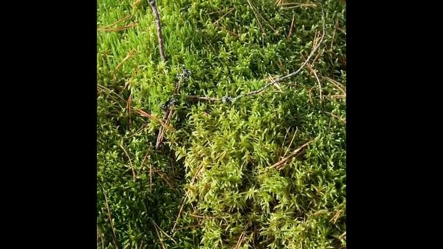 Отдых в Колкуново, как всегда там клево смотреть онлайн