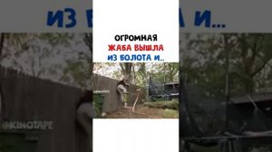 Огромная жаба вышла из болота и...