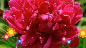 Пион молочноцветковый Льюис ван Хутт. Краткий обзор, описание paeonia lactiflora Louis van Houtte