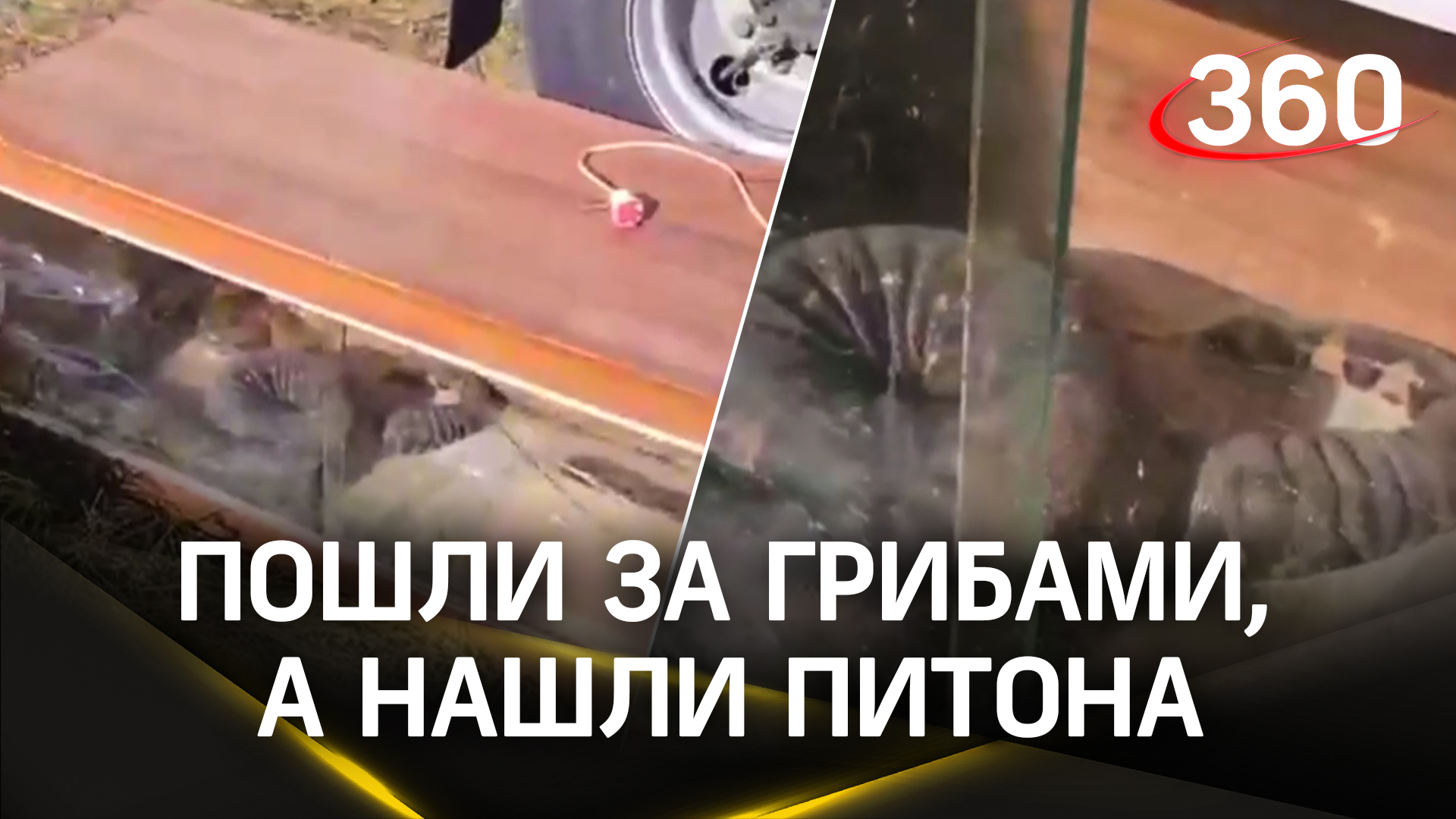 Пошли за грибами, а нашли питона