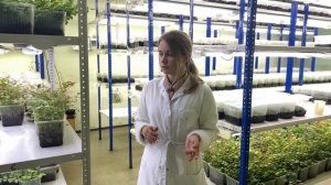 Как устроена лаборатория INVITRO по производству саженцев голубики?