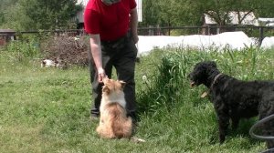 занятие с щенком колли
lesson with a collie puppy